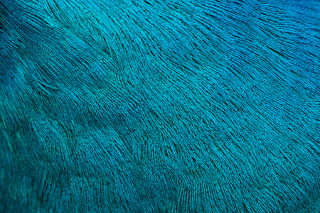 Details and patterns of peacock feathers.の写真素材