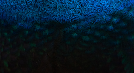 Details and patterns of peacock feathers.の写真素材