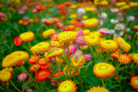 Flower garden, winter flower in Thailand, beautiful flower, straw flower. Tulip.の写真素材