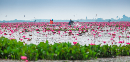 Red lotus pond in Phatthalung, Thailandの写真素材