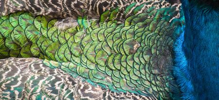 Beautiful colors and patterns of peacock feathersの写真素材