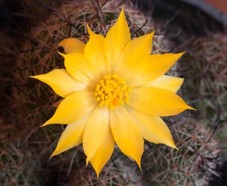 Cactus flowers yellow and very pretty.の写真素材