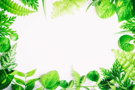 Green leaves on a white backdrop, leaves on white spaceの写真素材