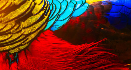 Beautiful patterns and colors of feathers