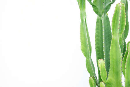 Cactus on white backgroundの写真素材