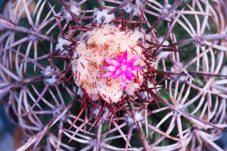 The cactus is blooming beautiful pinkの写真素材