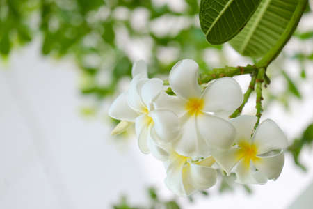 White plumeria flowers and refreshing green leavesの写真素材