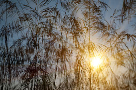 Grass flowers in the meadow and sunlightの写真素材