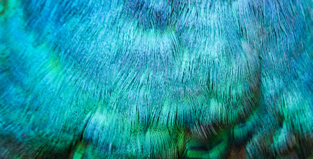 Colors and patterns of peacock feathersの写真素材