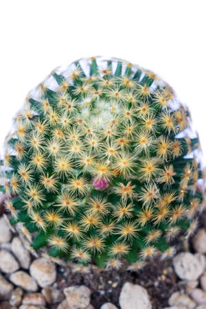 cactus on a white backgroundの写真素材