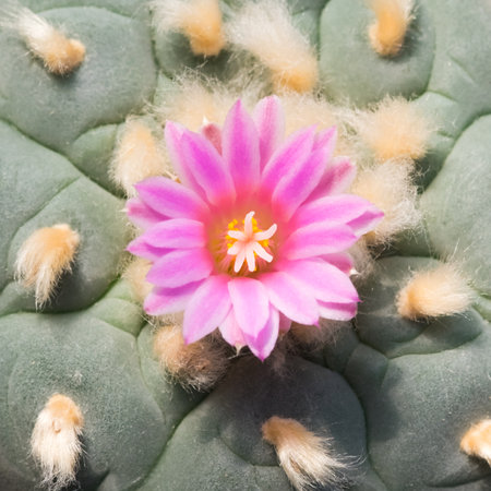 Close up of Mammillaria schlegelii cactus flowerの写真素材