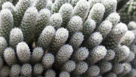 Close up of cactus in the botanical garden, Thailand.の写真素材