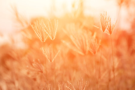 Grass flowers and sunlight in the morning.の写真素材