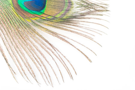 Peacock feather isolated on white background with copy space for text.の写真素材