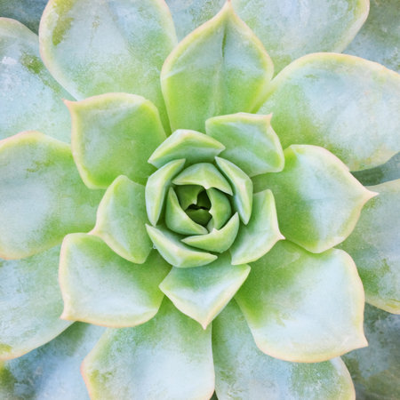 Succulent plant close-up, top view. Nature backgroundの写真素材