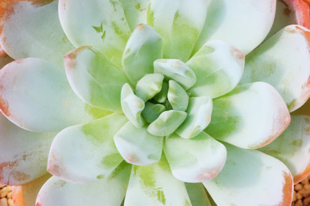 Close up Echeveria succulent plant with green leaves.の写真素材