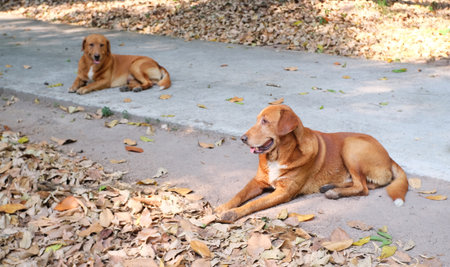 Two dogs lying on the ground and looking at something. Selective focus.の写真素材