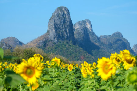 Sunflower field with mountain in background, Lopburi, Thailandの写真素材