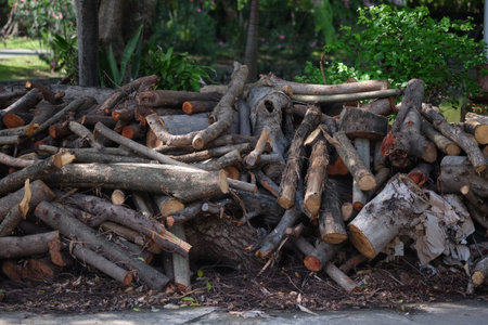 Stacked firewood on the ground in the park, stock photo