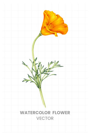 Eschscholzia californica. Hand drawn watercolor illustration on paper sheet.のイラスト素材