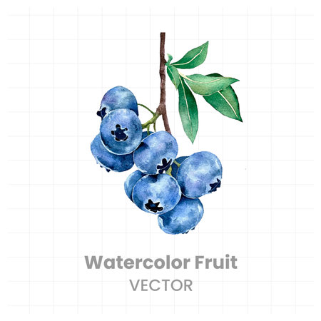 Watercolor illustration of blueberries on a branch on a white backgroundのイラスト素材