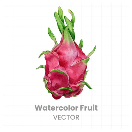 Watercolor dragon fruit isolated on white background. Hand drawn illustration.のイラスト素材