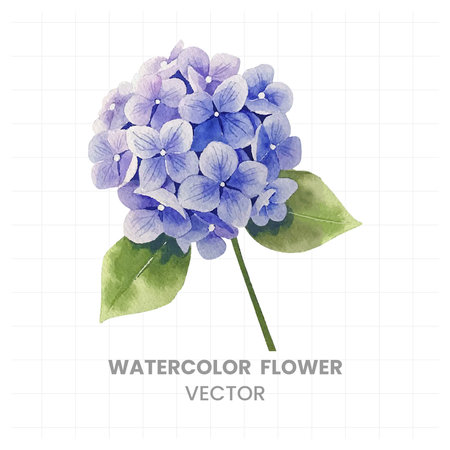 Watercolor hydrangea flowers on white background. Vector illustrationのイラスト素材
