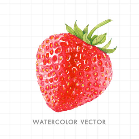 Hand drawn watercolor strawberry isolated on white background. Vector illustration.のイラスト素材