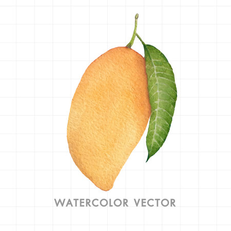 Mango fruit with leaf. Hand drawn watercolor vector illustration.のイラスト素材