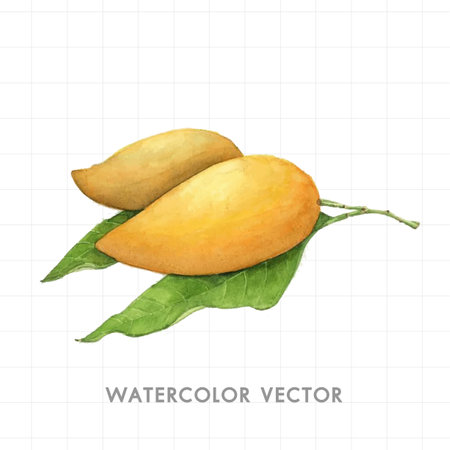 Watercolor mango isolated on white background. Hand drawn vector illustration.のイラスト素材
