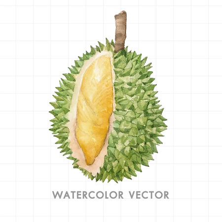 Watercolor durian fruit on a white background. Vector illustration.のイラスト素材