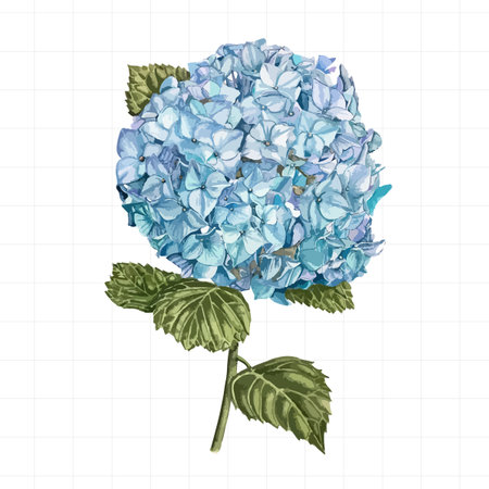Hydrangea flower. Vector illustration of blue hydrangea flowers.のイラスト素材