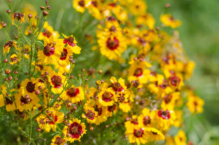 Yellow flowersの写真素材