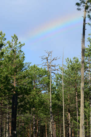 Rainbow in the swampの写真素材
