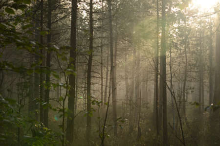 Foggy morning in the swampの写真素材