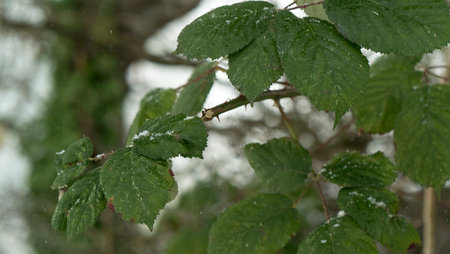 close up of leaf with snow falling