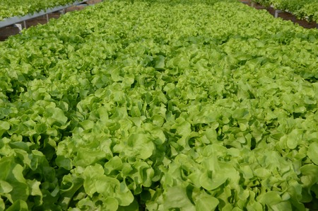 organic Green lettuce vegetables organic Green lettuce vegetables