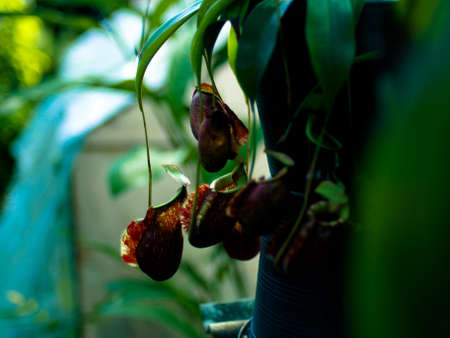 Nepenthes no.01 Thailandの写真素材