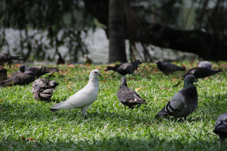 Standing pigeonsの写真素材