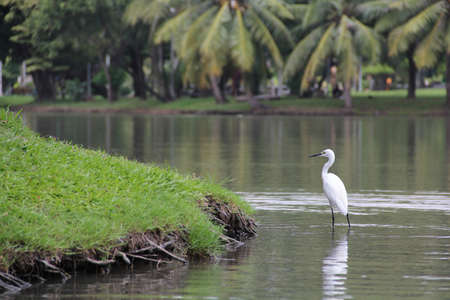 Standing Bird in waterの写真素材