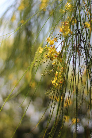 Flower on the tree