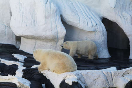 Polar bearsの写真素材