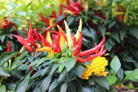 Red chilli pepper