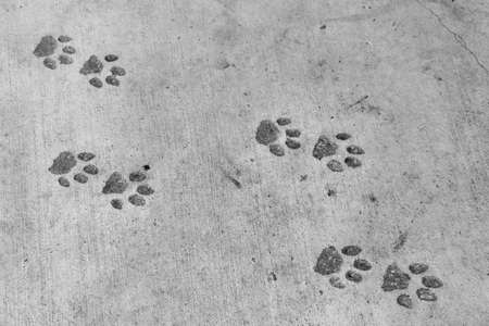 Panther footprints (pawprint imitation)の写真素材