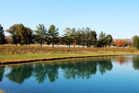 Beautiful fall landscape: a pond with blue water at a vineyard, Virginia, USAの写真素材