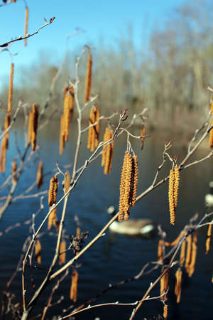 Hazel tree catkins with a blurred lake background, Virginia, USAの写真素材