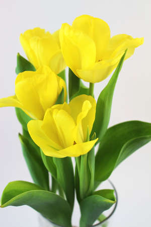 A bouquet of yellow tulips on white background. Spring flowers.の写真素材