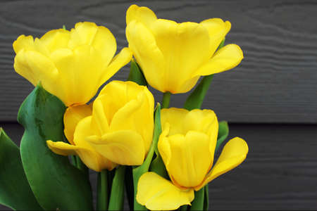 A bouquet of yellow tulips with wooden background. Spring flowersの写真素材