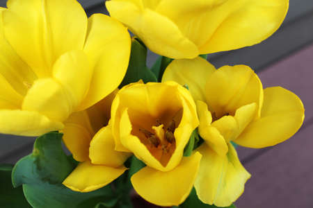 Close up of yellow tulips, top viewの写真素材
