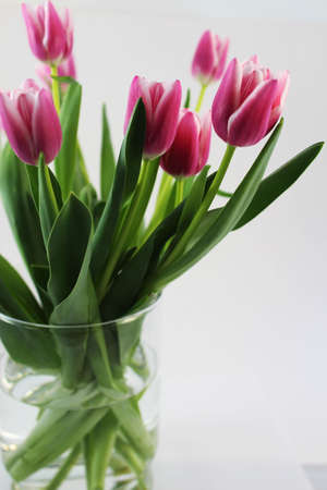 A bouquet of pink tulips in a glass vase on white background. Spring flowers.の写真素材